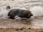 Atlantic Grey Seal
