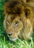 Big Cats