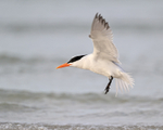 Royal Tern lifts off from sea, Fort De Soto Park, Florida