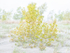 YOUNG COTTONWOOD - LONG POINT BEACH