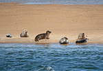 Common Seals