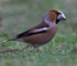 Hawfinch