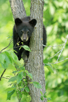 Black Bear cub in tree, Minnesota, USA