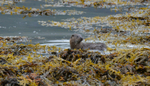 Otter