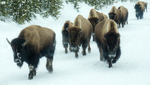 Bison herd
