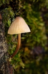 golden-shroom