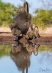 Baboon Reflection 2