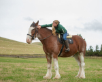 horses-14