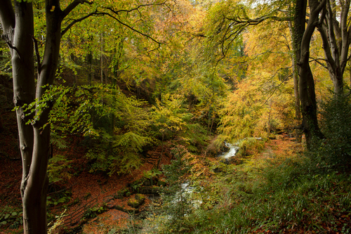 A splash of Autumn colour at Ballaglass Glen
