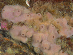 Haliclona sp