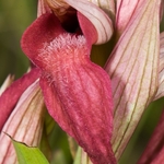 Scarce Serapias (Serapias neglecta)