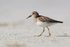 Least Sandpiper (non-breeding plumage), Fort De Soto Park, Florida