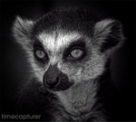 Lemur Eyes