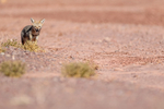 Chilla (South American Grey Fox), Atacama Desert, Chile