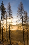 Achray Forest-Trossachs
