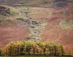Pine trees, Buttermere