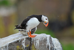 Puffin