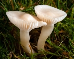 Snowy Waxcap