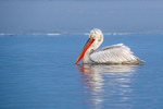 Dalmatian Pelican