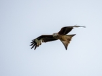 Red Kite