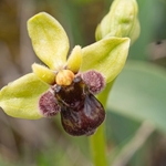 Bumble-bee orchid (Ophrys bombyliflora)