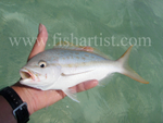 Yellowtail 2010.