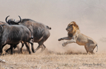 1st Lion attack