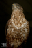 aviary birds-7