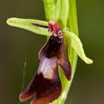 Fly Orchid (Ophrys insectifera)