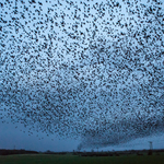 Starlings