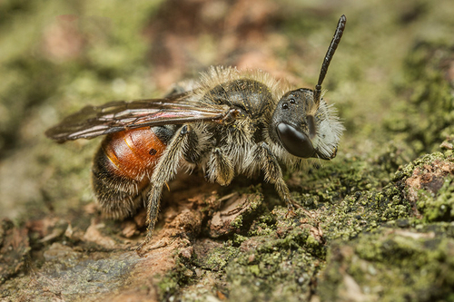 Andrena labiata