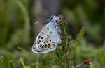 Silver Studded Blue Butterfly emerging with ants