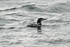 Great Northern Diver
