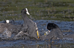 Coot - Fulica atra