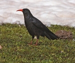 Red Billed Chough