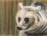 Eurasian Brown Bear