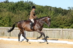 Class 7: Novice Ridden Hunter/Hack/Cob/Riding Horse portfolio