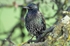 Starling