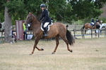 Class 7 Riding Club Show Horse portfolio