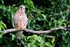 Male Kestrel,County Louth