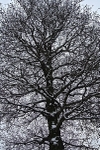 Snowy outline