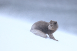 Arctic Fox looks back, Hornstrandir, Iceland