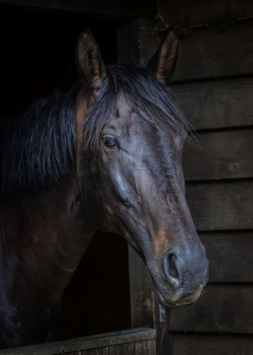 A visit to a local farm provided an opportunity to photograph one of their horses.