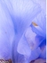 Iris 1006