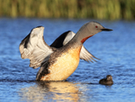 Red-throated Diver wing flap next to chick, Floi, Iceland