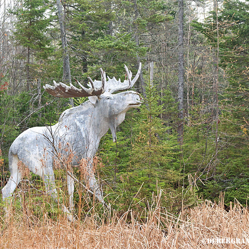 Return to Animaland in Penobsquis, NB