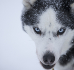 Huskies from the Dogsled team in Northern Finland
