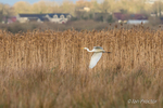 Great White Egret - Portmore Lough - 1 of 6