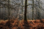 Wenchford Walk No2