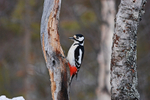 Great Spotted Woodpecker